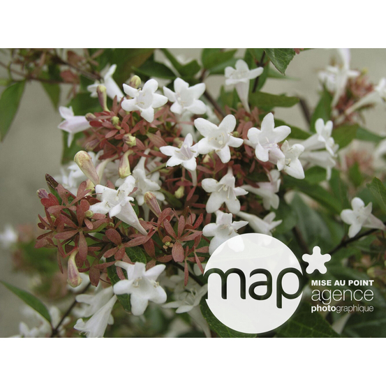Abelia x grandiflora 'Lucky Lots ® :conteneur 5 litres