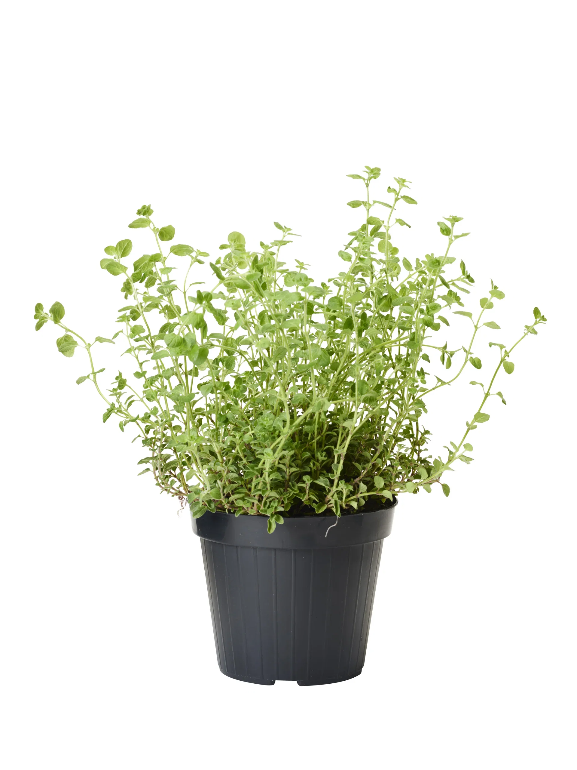 Origanum vulgare Bergmynte Ø17 cm