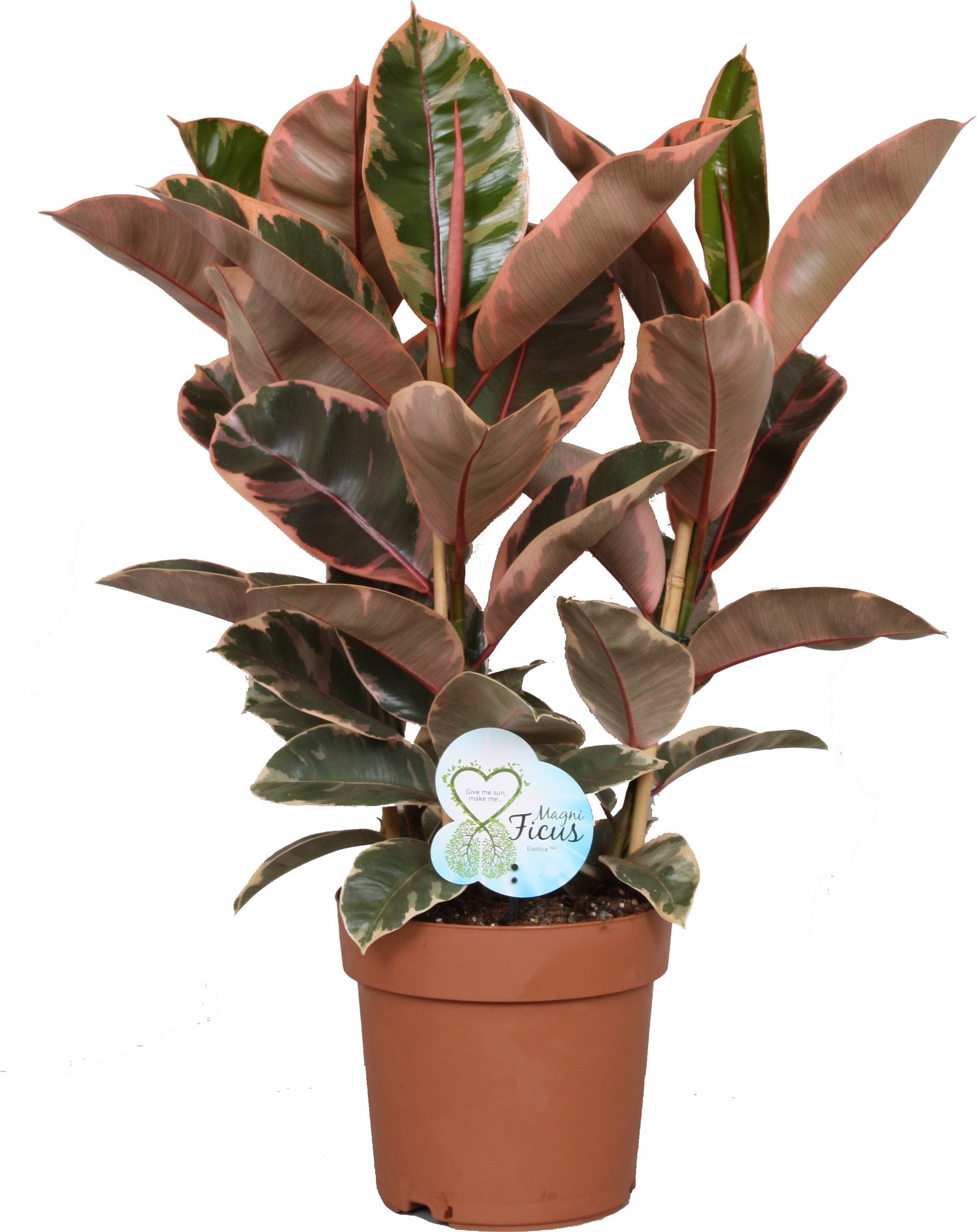 Rubberboom (Ficus elastica 'Belize') - D 24 cm