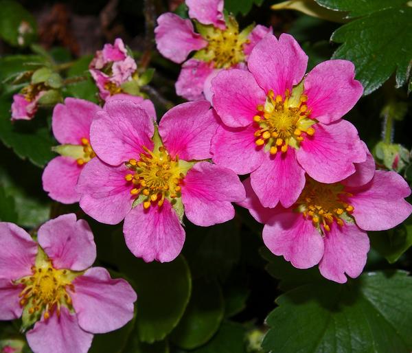 Erdbeere 'Pink Princess'