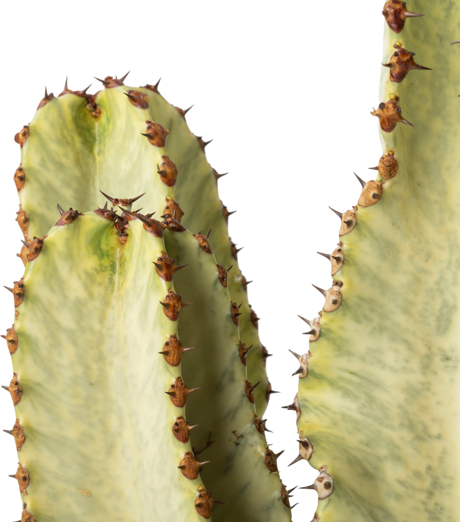 Cowboy-cactus (Euphorbia ingens canarias) D 26 H 70 cm