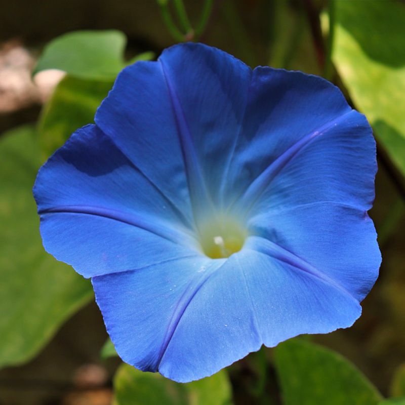 2 liserons 'de mauritanie' (convolvulus mauritanicus) - vendu par 2 - lot de 2 godets
