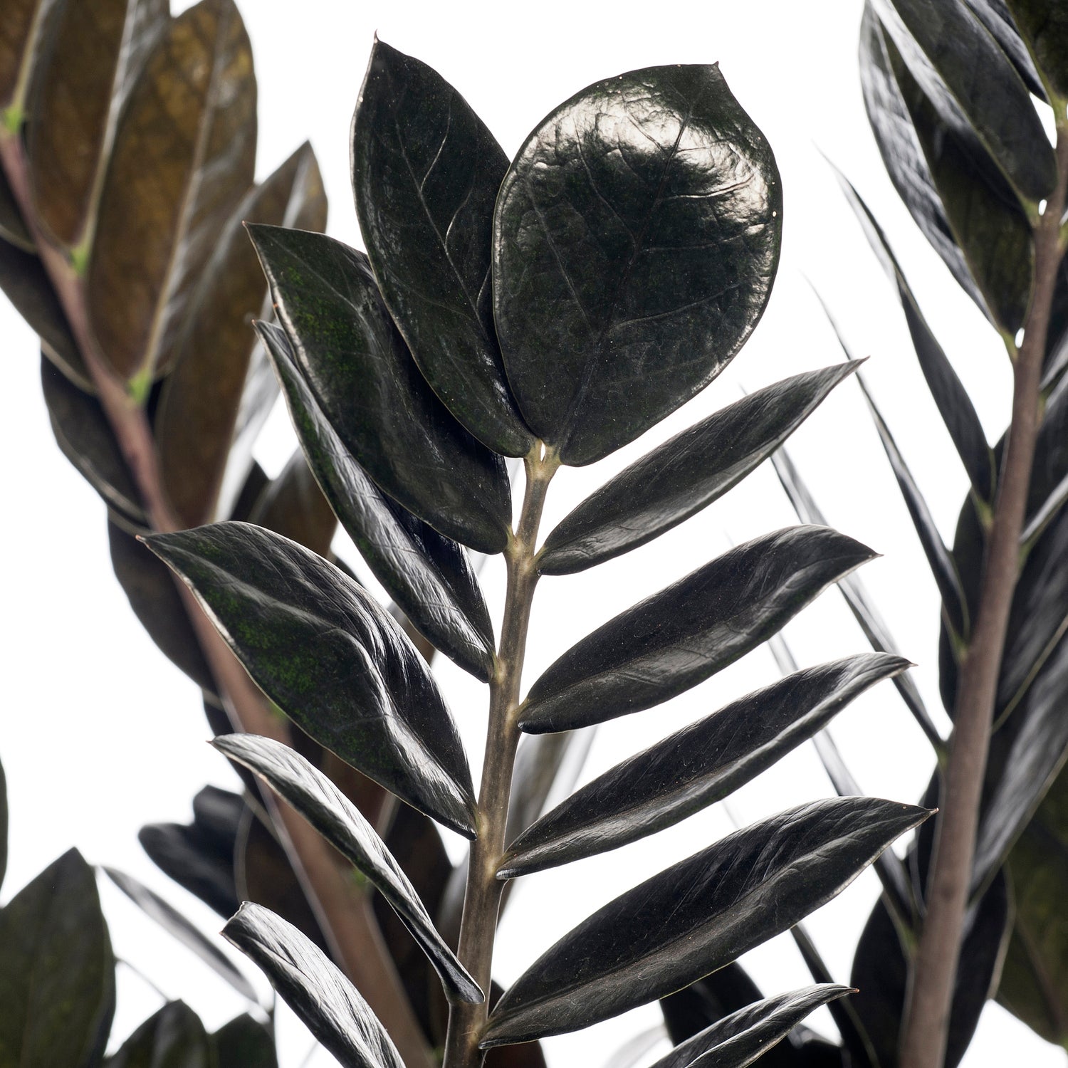 Zamioculcas (Zamioculcas 'Raven') D 21 H 80 cm