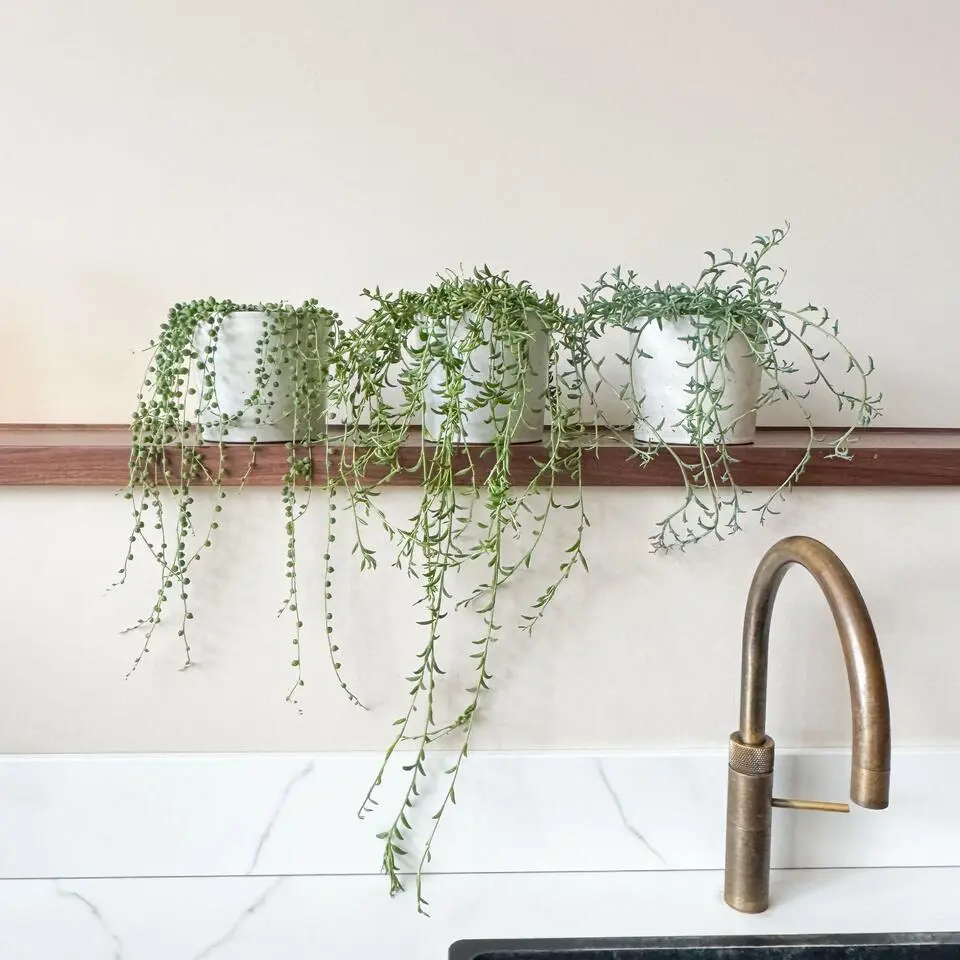 Erwtenplant - Senecio rowleyanus - Hoogte 10-20cm - ⌀12cm