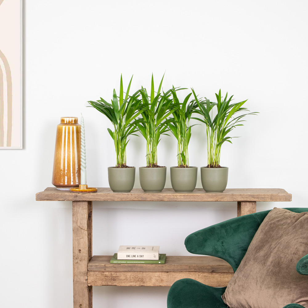 4x dypsis lutescens - palmier dorés - plante d'intérieur - entretien facile – ⌀10,5 cm - ↕25-30 cm