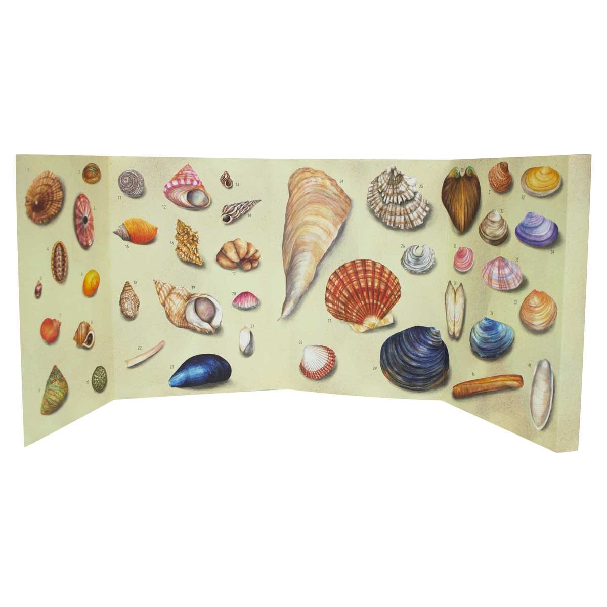Shell Life on the Seashore (Paperback)