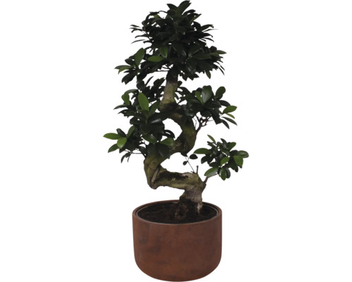 Chinese vijg FloraSelf Ficus microcarpa Ginseng H ca. 70 cm Ø 25 cm pot incl. keramische plantenbak Liam