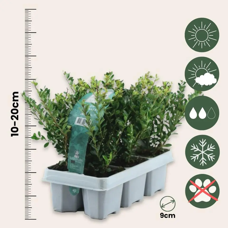 Hulsthaag - Set van 48 - Ilex crenata 'Jenny' - Hoogte 10-20cm - ⌀9cm