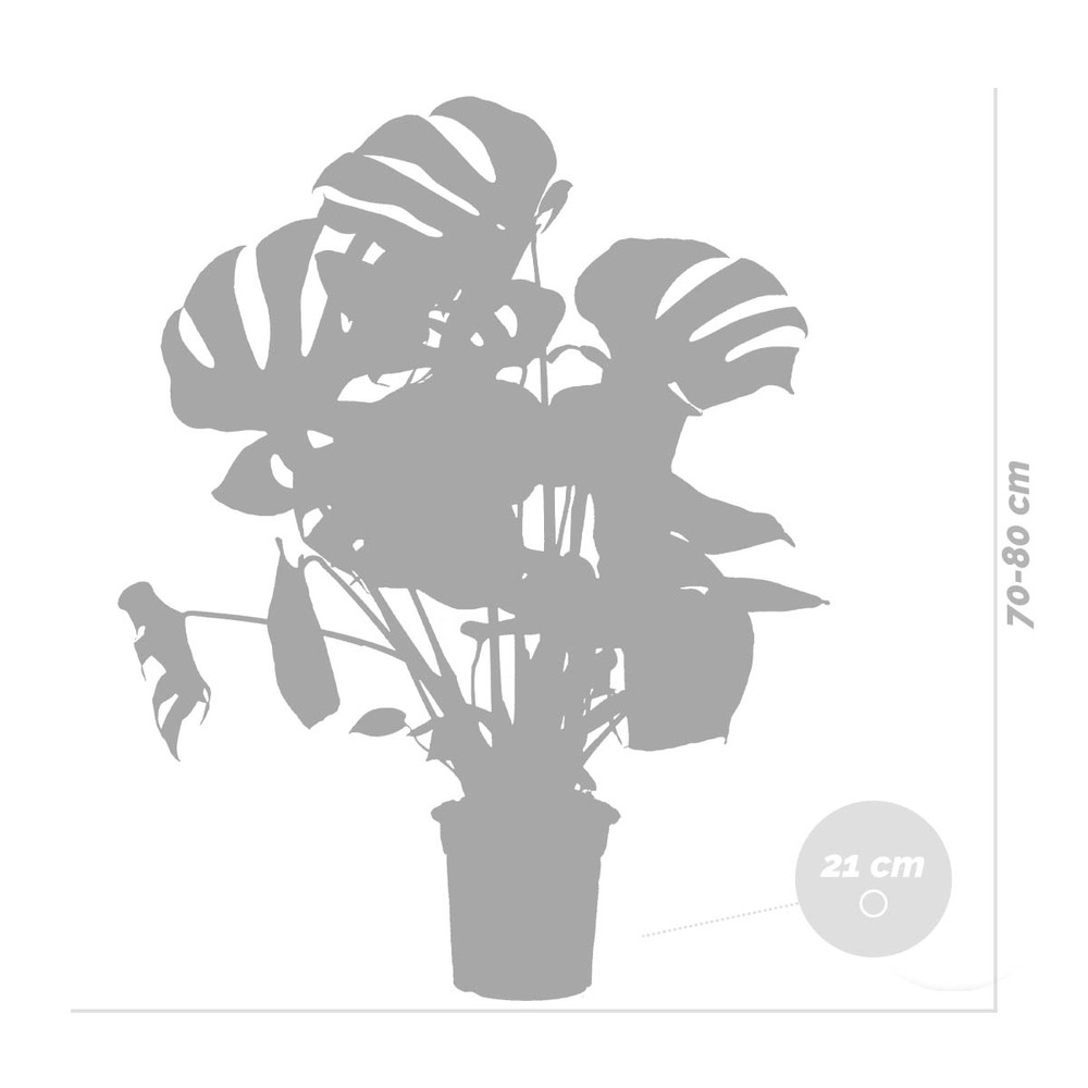 Monstera deliciosa incl. Panier en jonc de mer - purificateur d'air - ⌀21 cm - ↕70-80 cm