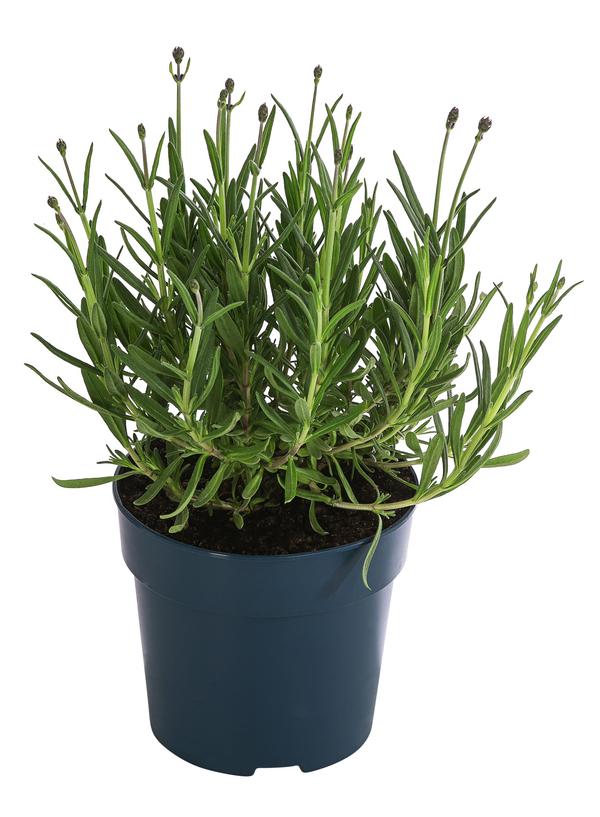 Lavendel 'Royal Blue'