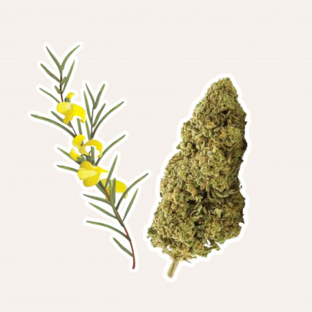 Equilibre Rooibos, Tisane CBD Bio Rooibos