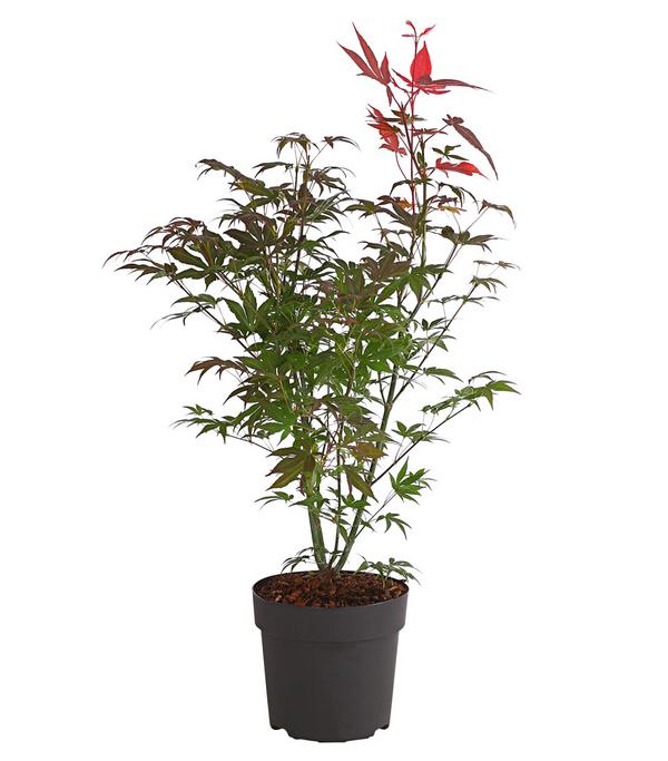 Roter Fächerahorn 'Atropurpureum'