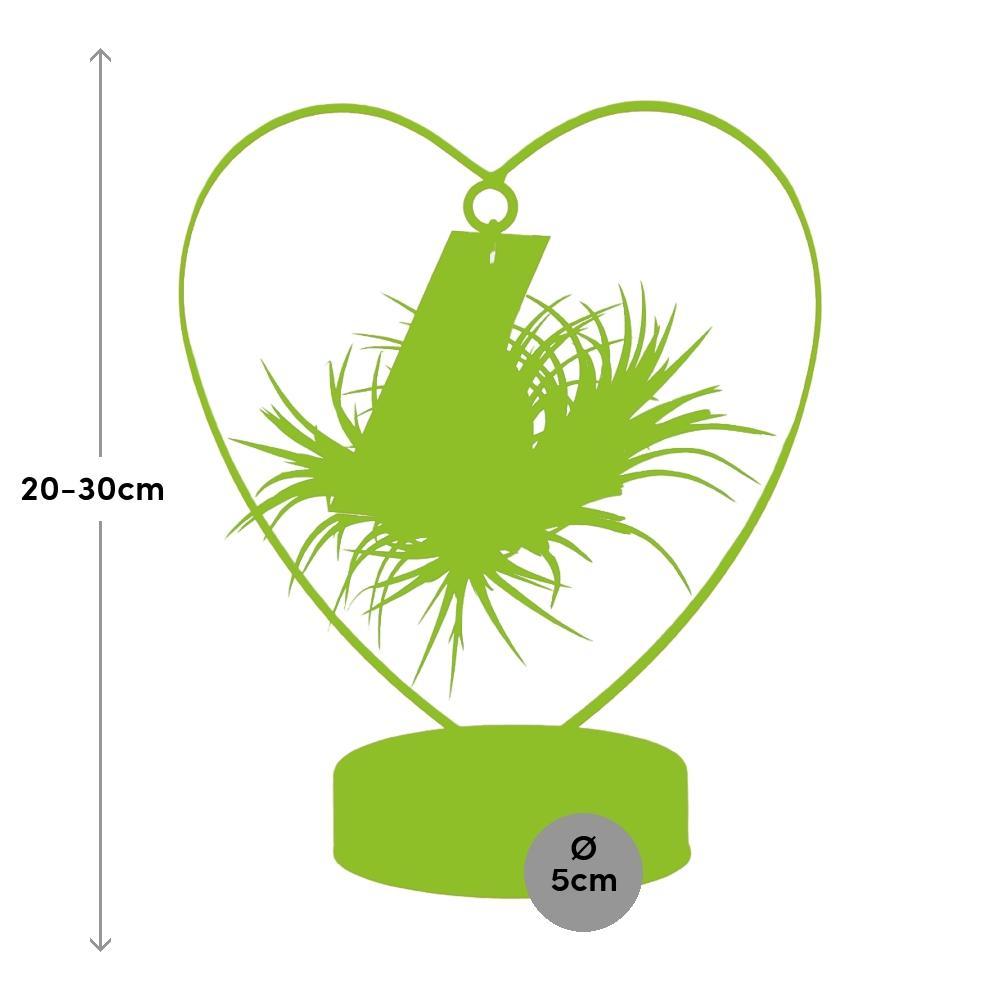 Plante d'intérieur - tillandsia ionantha silver 23.0cm