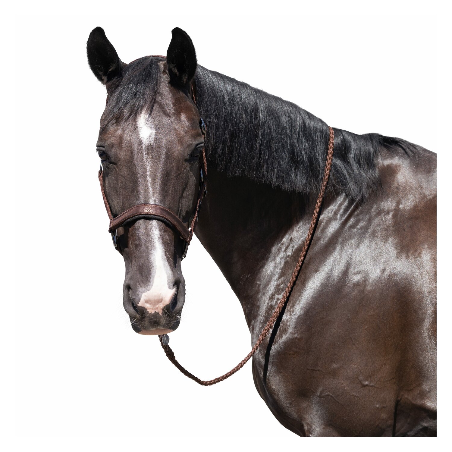 Cheval de Luxe Halfter Limoges  - chocolate - Vollblut