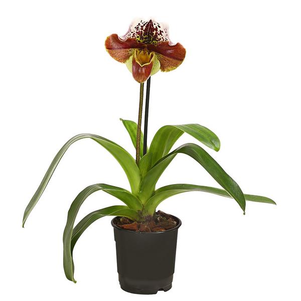 Frauenschuh - Paphiopedilum hybride,