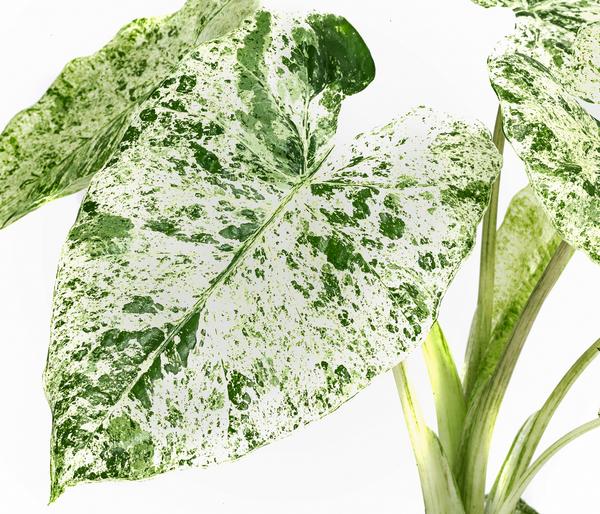 Pfeilblatt - Alocasia macrorrhiza 'Splash'
