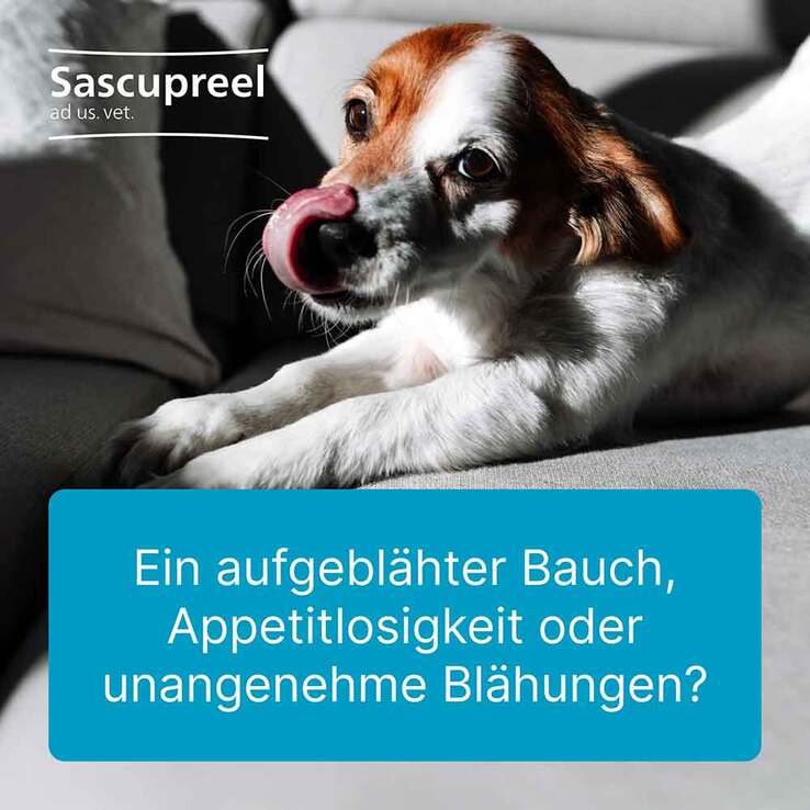 Sascupreel ad us.vet.Ampullen, 50X5 ml