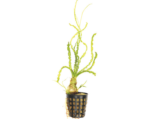 Permanente krokuslelie, smalbladig - Crinum calamistratum