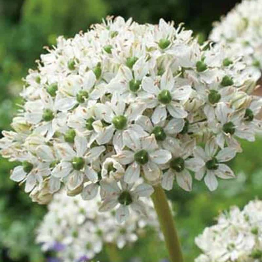 5 allium nigrum
