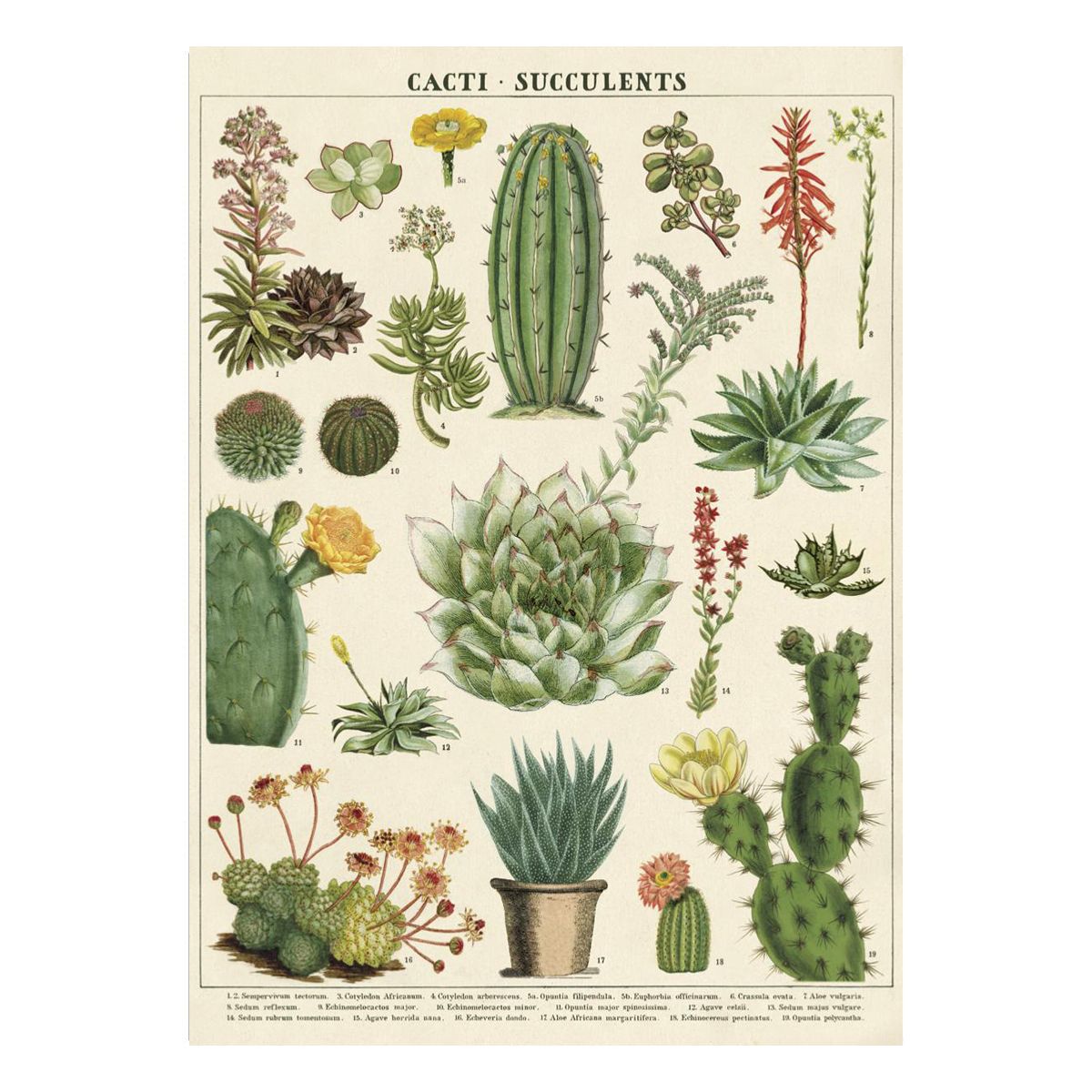 Affiche vintage cactus Letterbox