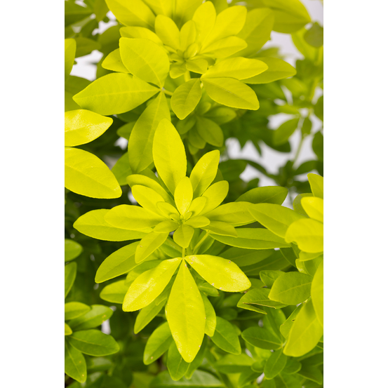 Choisya Ternata sundance : H30/40cm C 5L