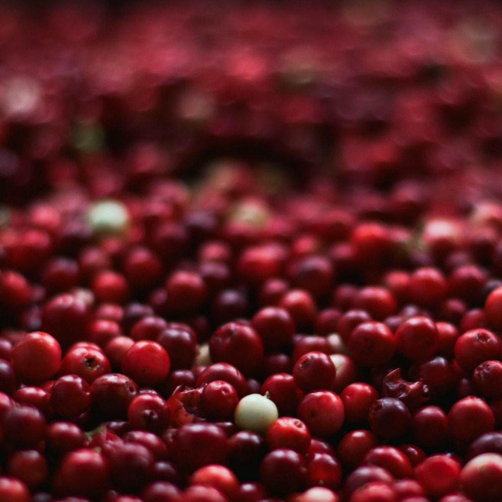 Canneberge à gros fruits, airelles, cranberry macrocarpon howes/vaccinium macrocarpon howes[-]pot de 1,5l - 10/20 cm