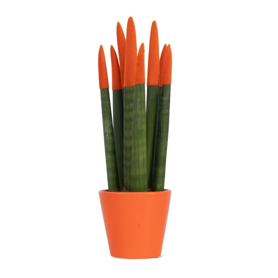 Afrikaanse Speerplant - Sansevieria cylindrica - Hoogte 20-40cm - Pot 9cm
