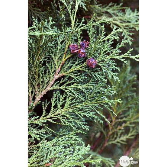 Chamaecyparis Lawsoniana Allumii Gold : 40/60 cm pot 4L