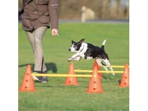 Trixie Obstacle course for Dog Activity, set of 3 parts, 23 × 30 cm, 78 cm, orange/yellow