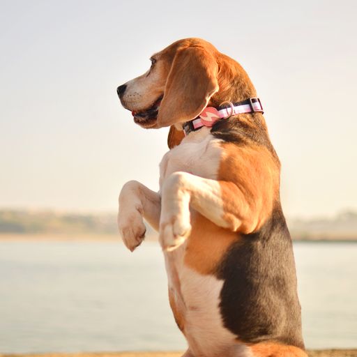 Coleira para cães Dashi com listras rosa e pretas em poliéster.