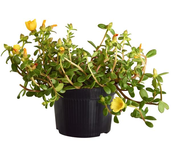 Portulakröschen