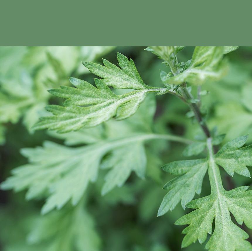 Fraijour - Originele Wormwood Kalmerende Waterige Crème