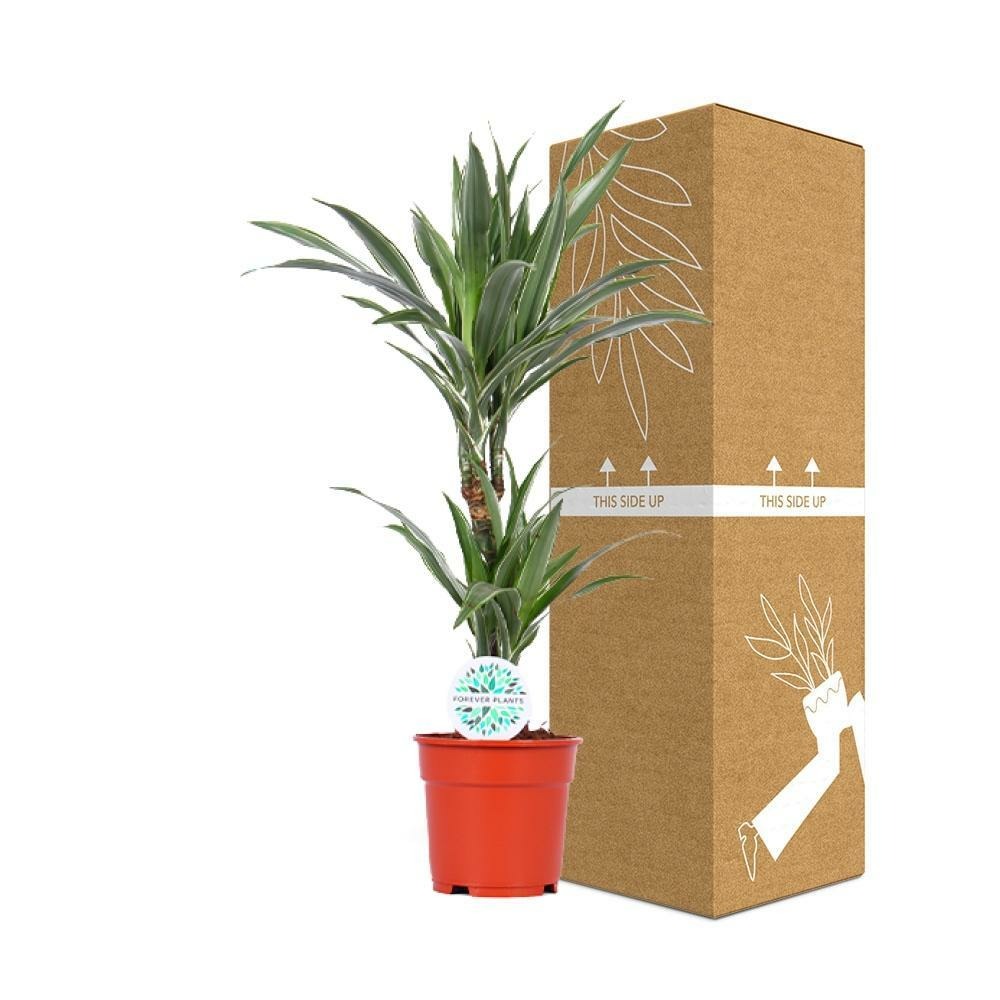 Plante d'intérieur - dracaena 'warneckei' 65.0cm