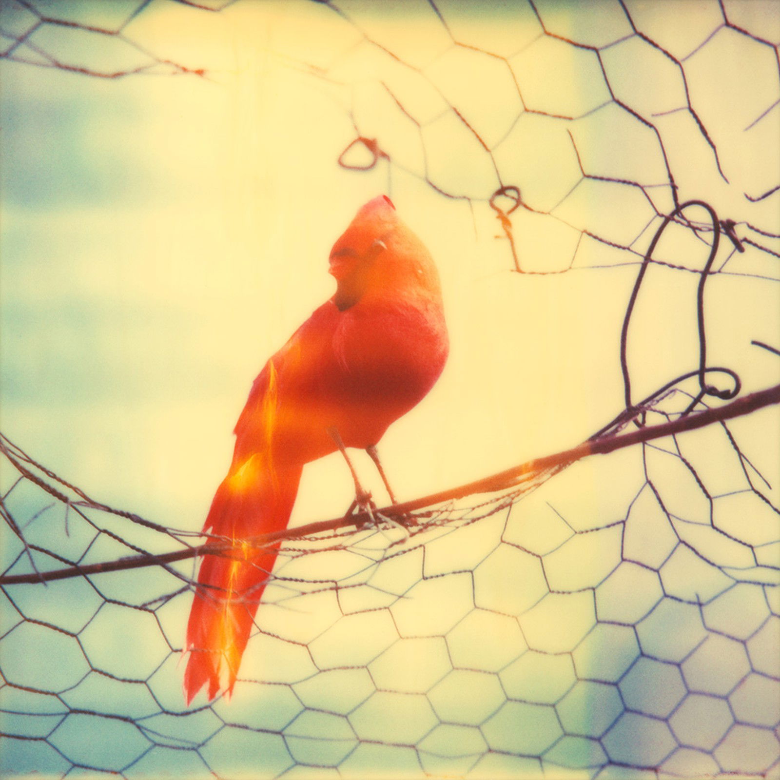 Daydream by Stefanie Schneider - Limited Edition. Edition of: 150. Signed.