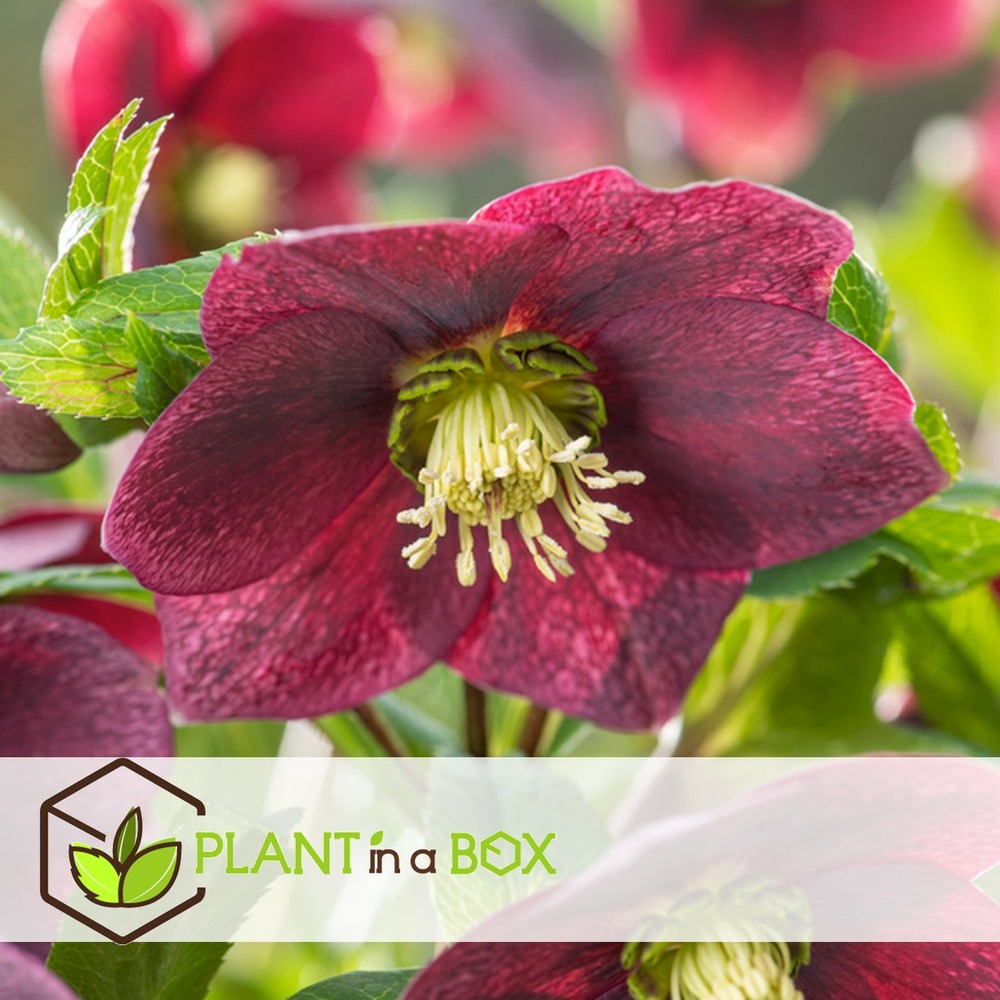 Helleborus orientalis - mélange de 6 - jardin - pot 12cm - hauteur 20-30cm