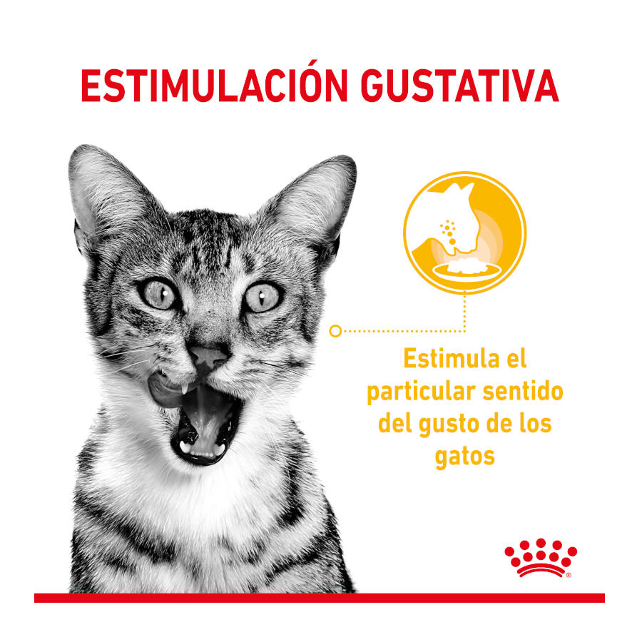 Sachê de molho sensorial Royal Canin Adult para gatos