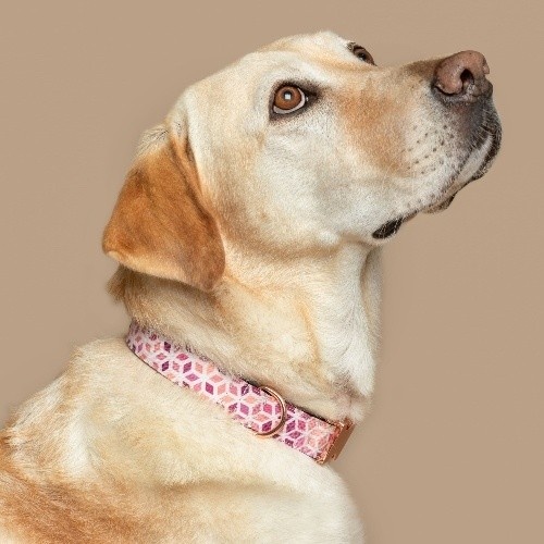 Coleira Baona Kuta roxa e rosa para cães