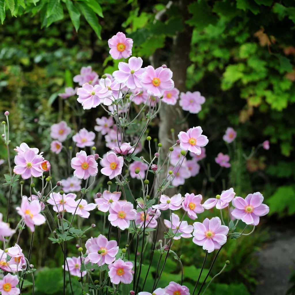 Anemone tomentosa 'Robustissima' Høstanemone 'Robustissima' Ø11 cm