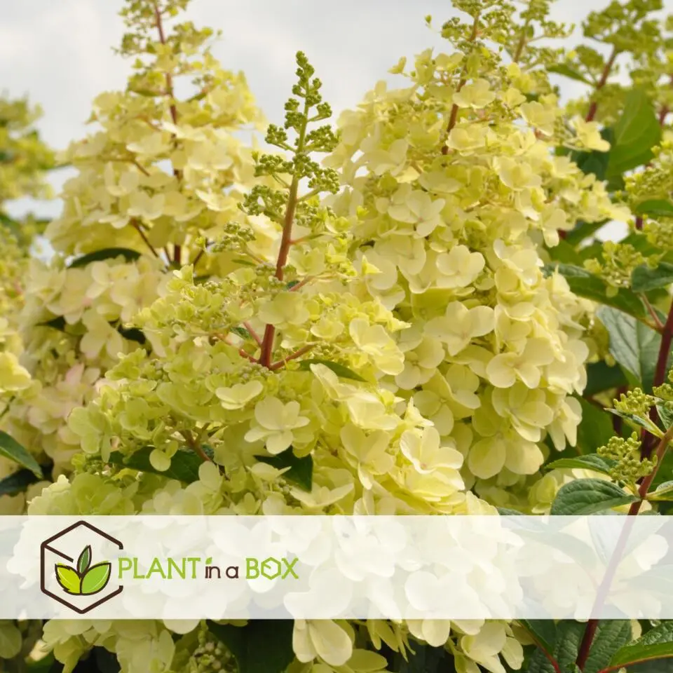 Pluimhortensia - Set van 2 - Hydrangea 'Candlelight' - Hoogte 25-40cm - ⌀19cm