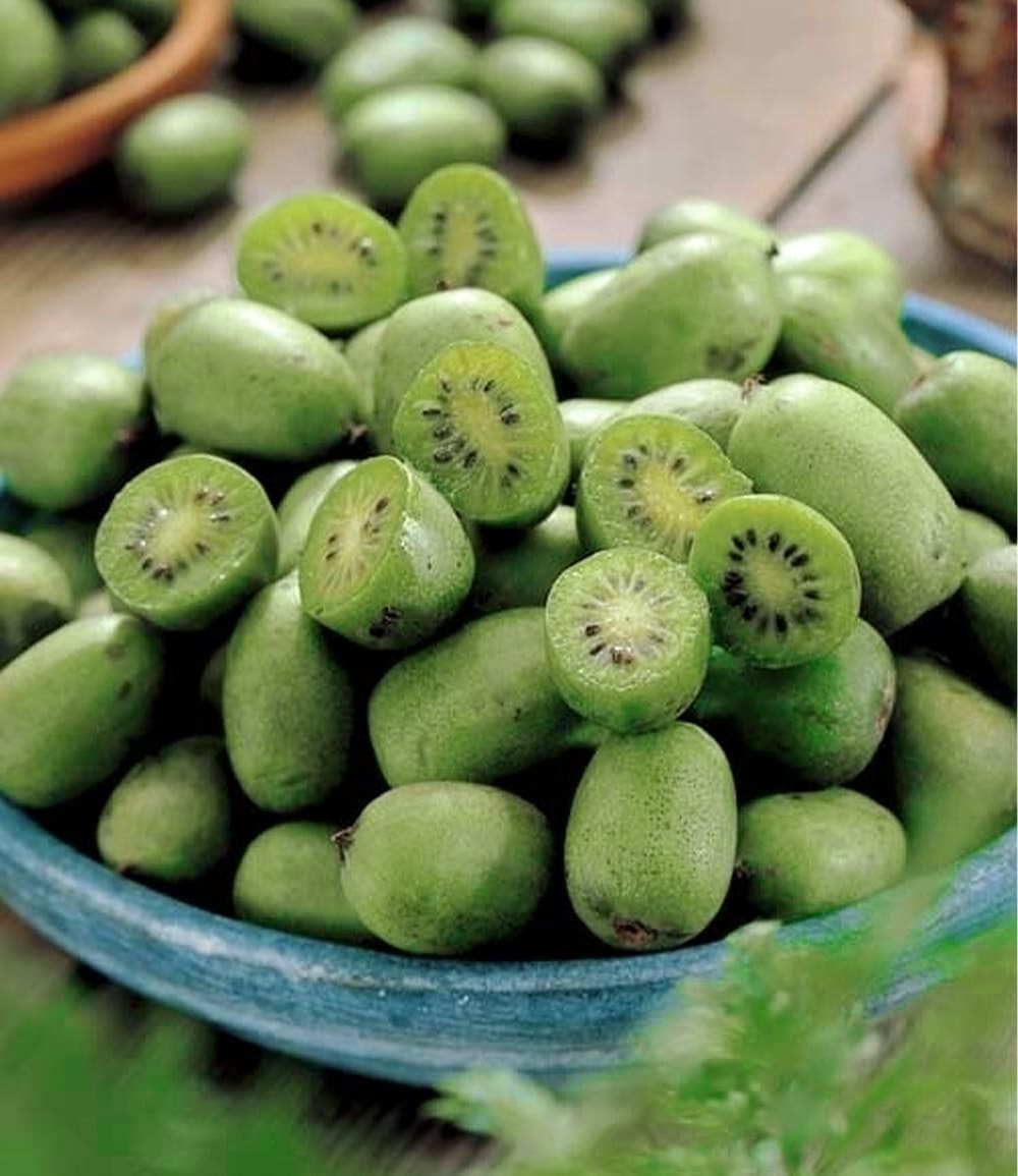 DUO-Kiwi-Turm-Kollektion