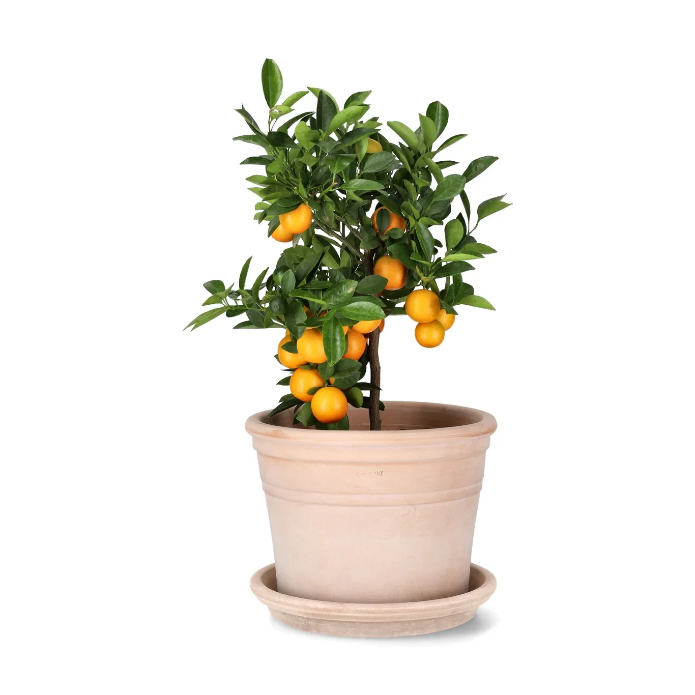 Citrus x microcarpa Oppstammet calamondin Ø19 cm