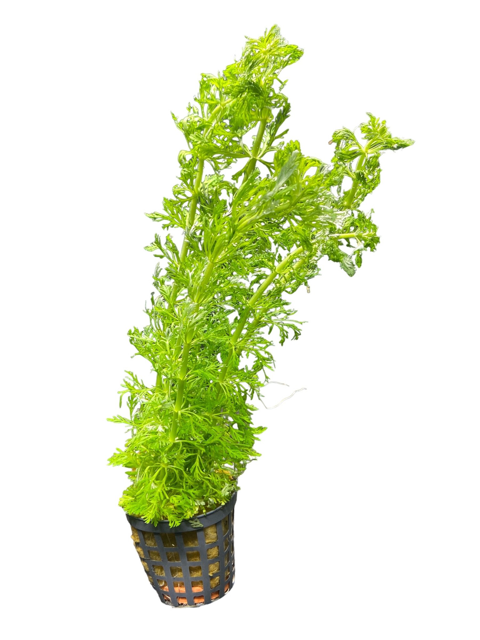 Waterplant Limnophila Heterophylla 5cm pot