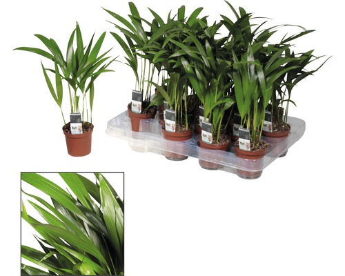 Gouden Palm FloraSelf Dypsis H 20-30 cm Ø 7 cm pot