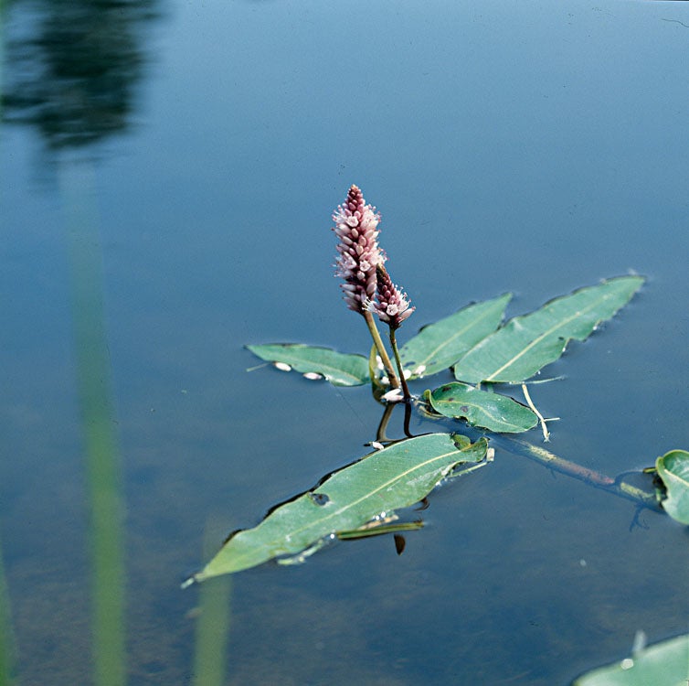 Veenwortel (Polygonum amphibium) D 9 H 20 cm