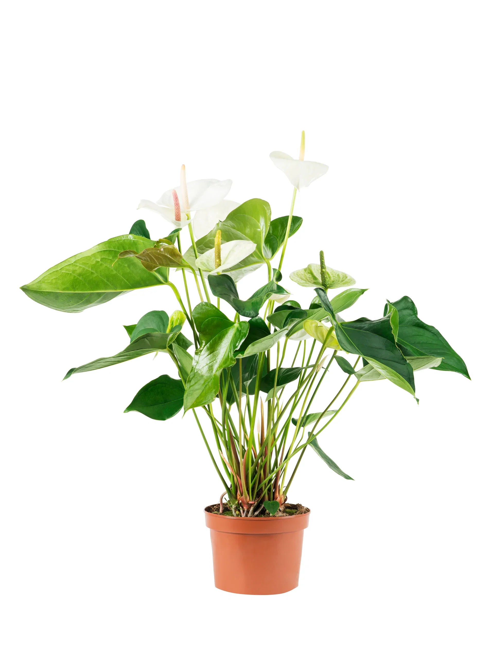 Anthurium Andraeanum Group Flamingoblomst Høyde 45 cm