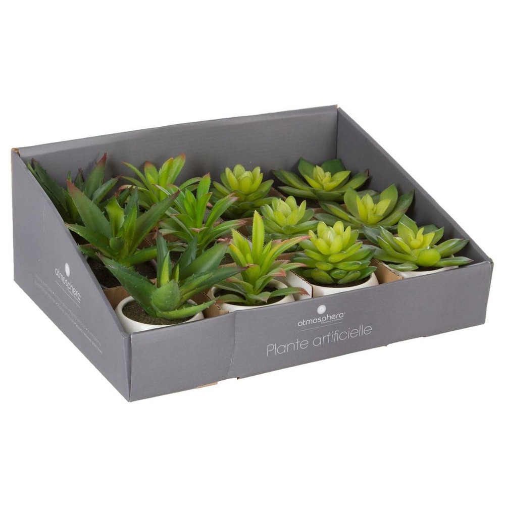 Plante grasse en pot h13
