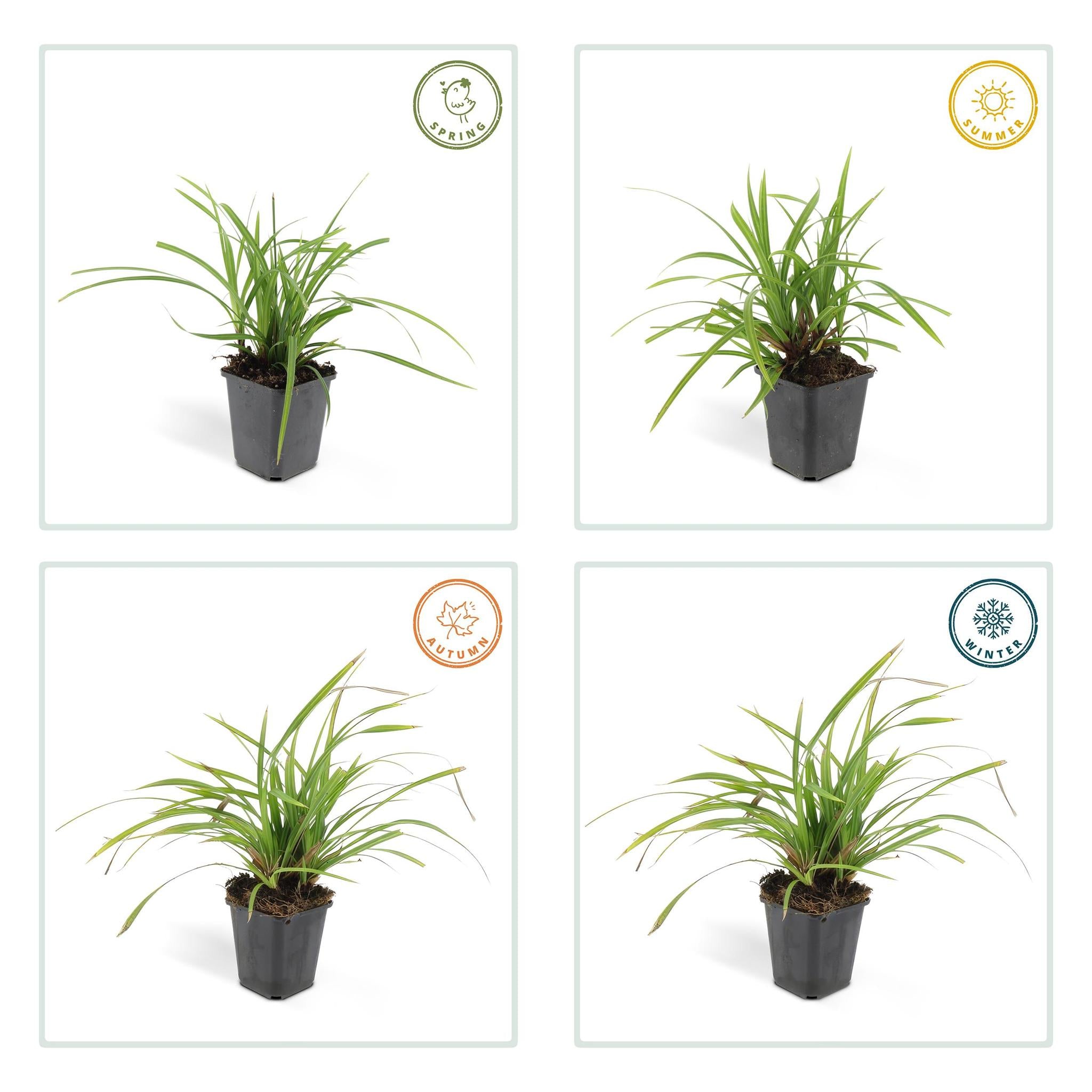 Carex morrowii 'irish green' - lot de 6