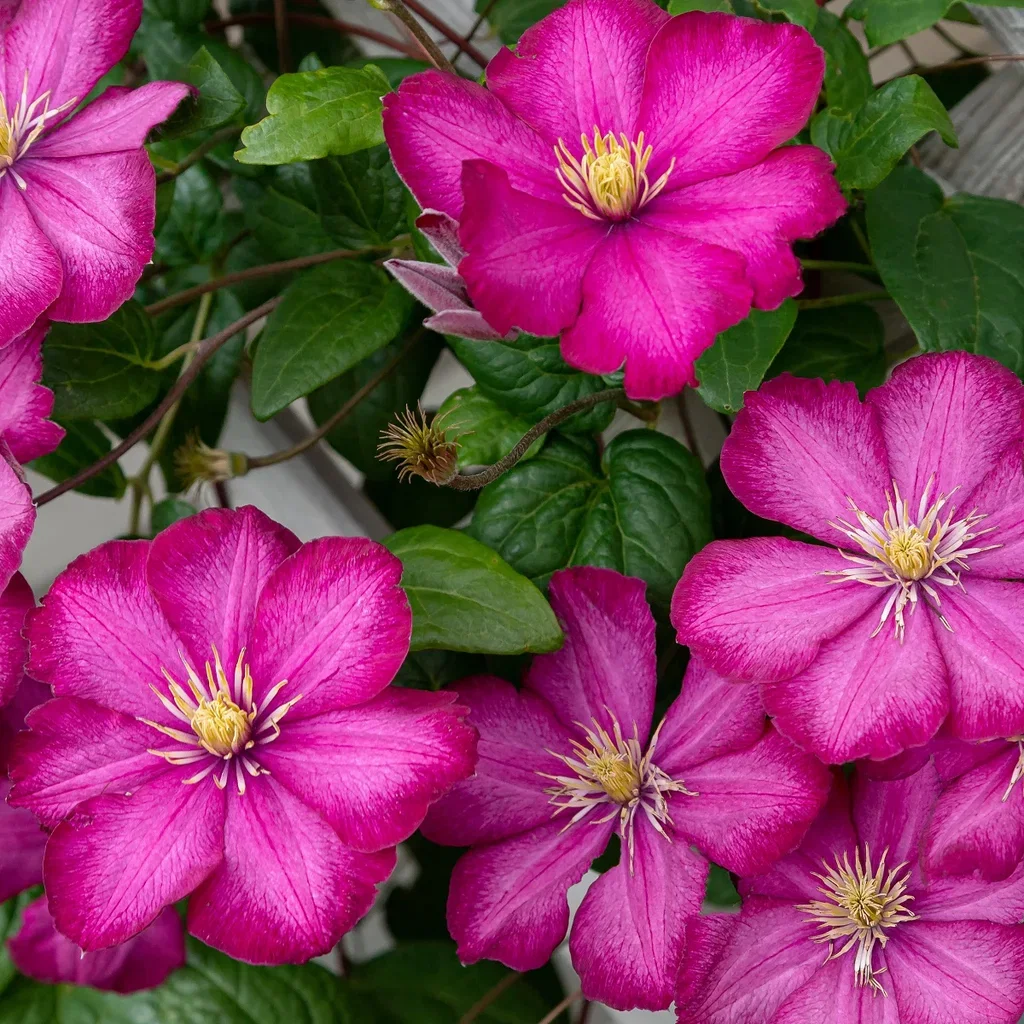 Clematis (Late Large-flowered Group) 'Ville de Lyon' Klematis 'Ville de Lyon' Ø15 cm