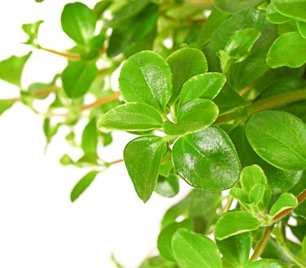 Peperomie - Peperomia rotundifolia, Ampel