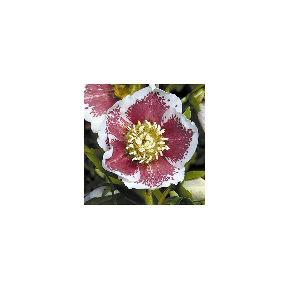Hellébore orientale white lady spotted/helleborus orientalis white lady spotted[-]godet